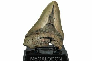 Fossil Megalodon Tooth - North Carolina #221831