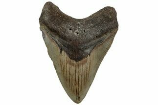 Fossil Megalodon Tooth - North Carolina #221901