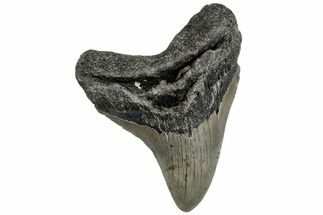 Serrated, Fossil Megalodon Tooth - North Carolina #221907