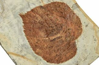 Fossil Leaf (Davidia) - Montana #223792