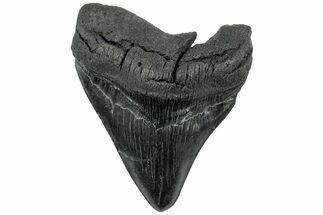 Fossil Megalodon Tooth - South Carolina #171131