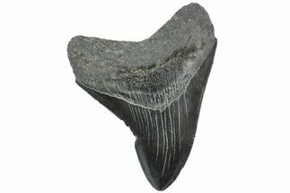 Serrated, Fossil Megalodon Tooth - South Carolina #171135
