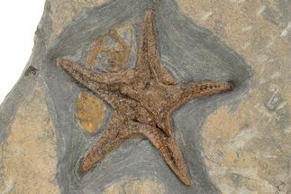 Exceptionally Preserved Fossil Starfish #225763
