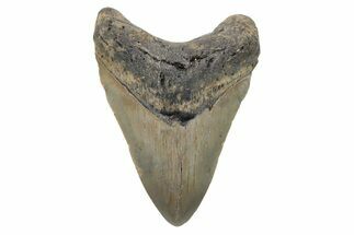 Serrated, Fossil Megalodon Tooth - North Carolina #221881