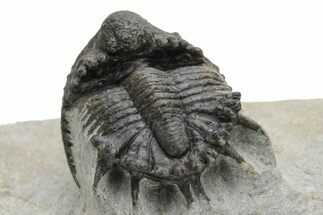 Rare Akantharges Trilobite - Tinejdad, Morocco #225848