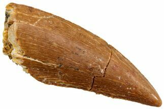 Serrated, Raptor Tooth - Real Dinosaur Tooth #224131