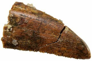 Serrated, Raptor Tooth - Real Dinosaur Tooth #224146