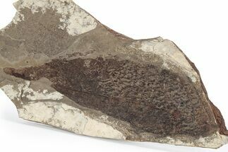 Fossil Leaf (Fagus) - McAbee, BC #226014