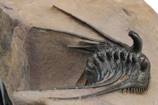 Kettneraspis Trilobite With Long Occipital - Lghaft, Morocco #226080