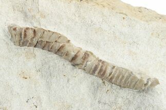 Rare Armored Worm (Lepidocoleus) - Haragan Formation #226562
