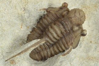 Scarce Cyphaspis Carrolli Trilobite - Oklahoma #226571