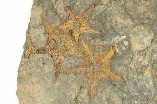 Starfish (Petraster?) Fossil Multiple Plate - Morocco #226708