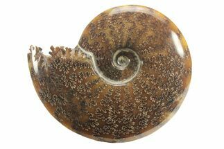 Polished Ammonite (Cleoniceras) Fossil - Madagascar #226283