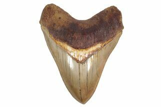 Serrated, Fossil Megalodon Tooth - Top Quality Indonesian Meg #226236