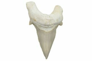 Fossil Shark Tooth (Otodus) - Morocco #226900