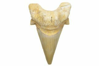 Fossil Shark Tooth (Otodus) - Morocco #226901