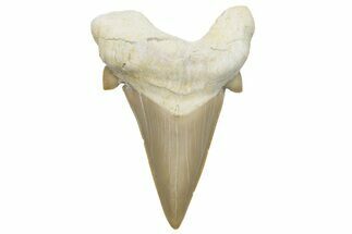 Fossil Shark Tooth (Otodus) - Morocco #226904
