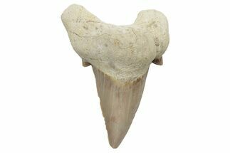 Fossil Shark Tooth (Otodus) - Morocco #226919