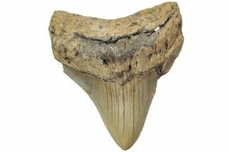 Juvenile Megalodon Tooth - North Carolina #225798