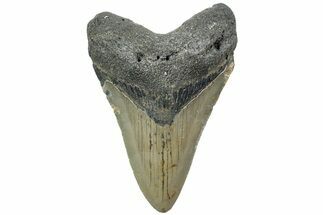 Serrated, Fossil Megalodon Tooth - North Carolina #225835