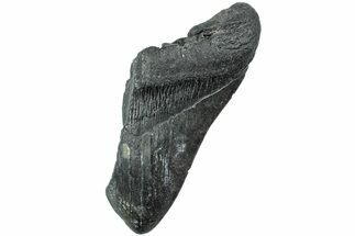Partial Megalodon Tooth - South Carolina #226543