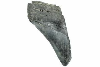 Partial Megalodon Tooth - South Carolina #226549