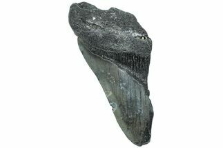 Partial Megalodon Tooth - South Carolina #226553