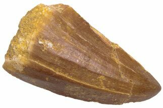 Fossil Mosasaur (Prognathodon) Tooth - Morocco #226394