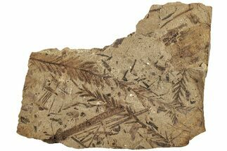 Fossil Leaf (Metasequoia sp) Plate - McAbee, BC #226135
