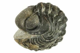 Wide, Enrolled Austerops Trilobite - Morocco #224247