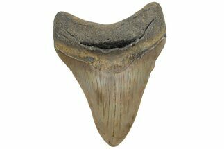 Fossil Megalodon Tooth - North Carolina #225819