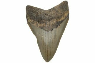 Fossil Megalodon Tooth - North Carolina #225820