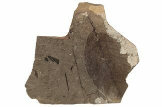 Fossil Leaf (Fagus) - McAbee, BC #226102