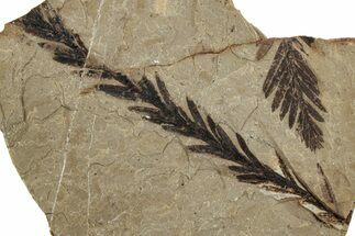 Fossil Leaf (Metasequoia) - McAbee, BC #226109