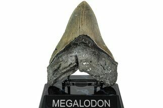 Serrated, Fossil Megalodon Tooth - North Carolina #226491