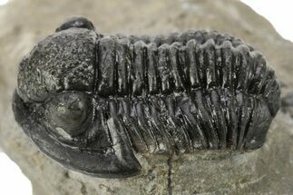 Detailed Gerastos Trilobite Fossil - Morocco #226626