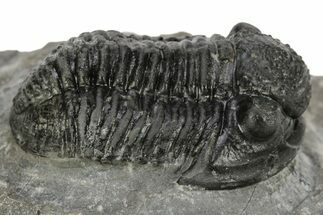 Detailed Gerastos Trilobite Fossil - Morocco #226612