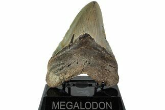 Serrated, Fossil Megalodon Tooth - North Carolina #226475
