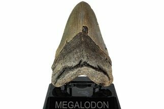 Fossil Megalodon Tooth - North Carolina #226478
