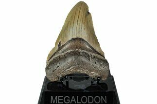 Fossil Megalodon Tooth - North Carolina #226503