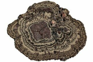 Polished, Cretaceous, Oncolite Stromatolite Fossil - Mexico #227086