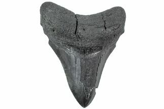 Fossil Megalodon Tooth - South Carolina #226528