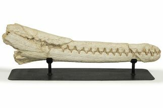 Impressive Fossil Dyrosaurus Rostrum - Morocco #227167