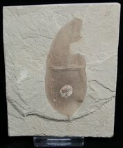 Small Allophylus flexifolia Leaf Fossil #2327