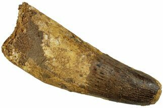 Fossil Spinosaurus Tooth - Huge Feeding Worn Tooth #227276