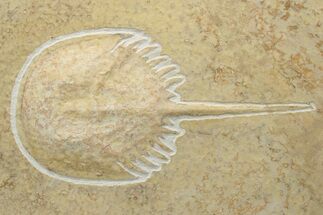 Horseshoe Crab (Mesolimulus) Fossil - Solnhofen Limestone #227329