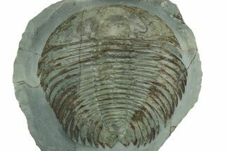 Rare, Lower Cambrian Gigantopygus Trilobite - Issafen, Morocco #227316