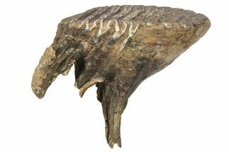 Juvenile Mammoth Molar - Siberia #227421