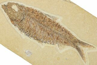 Detailed Fossil Fish (Knightia) - Wyoming #227431