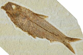 Detailed Fossil Fish (Knightia) - Wyoming #227443